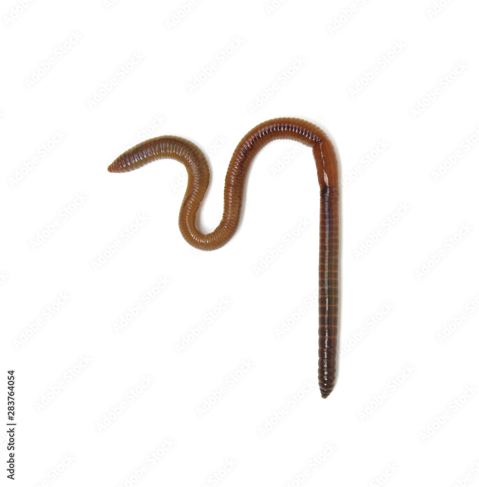 Earth worm isolated on white