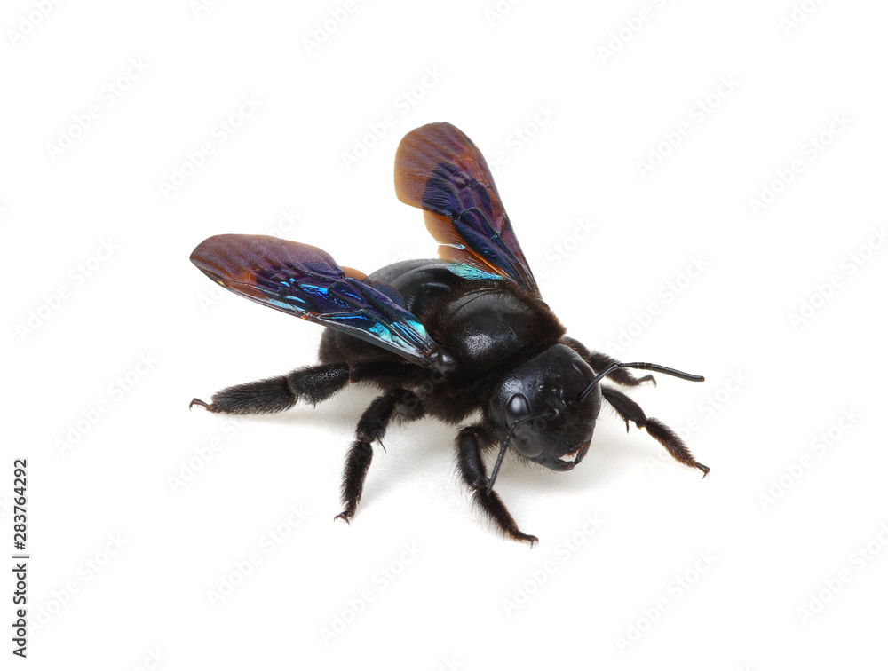 Black bumblebee isolated on white