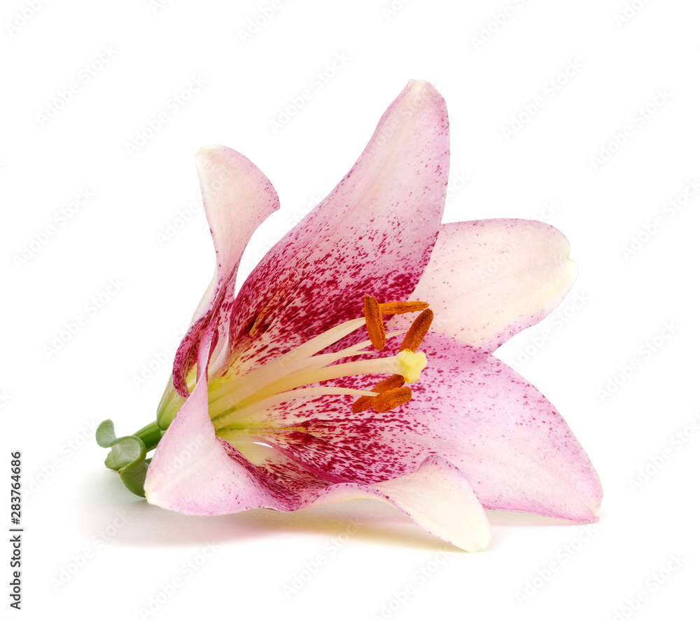 pink lily flower on white background