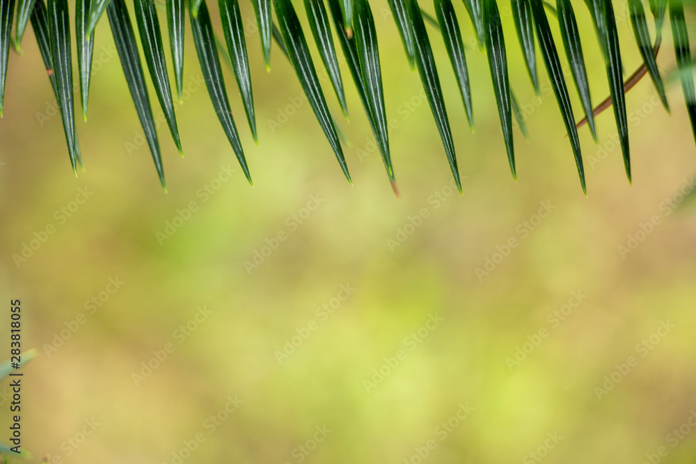 Young saturated bright green needles on a bokeh background, with place for text