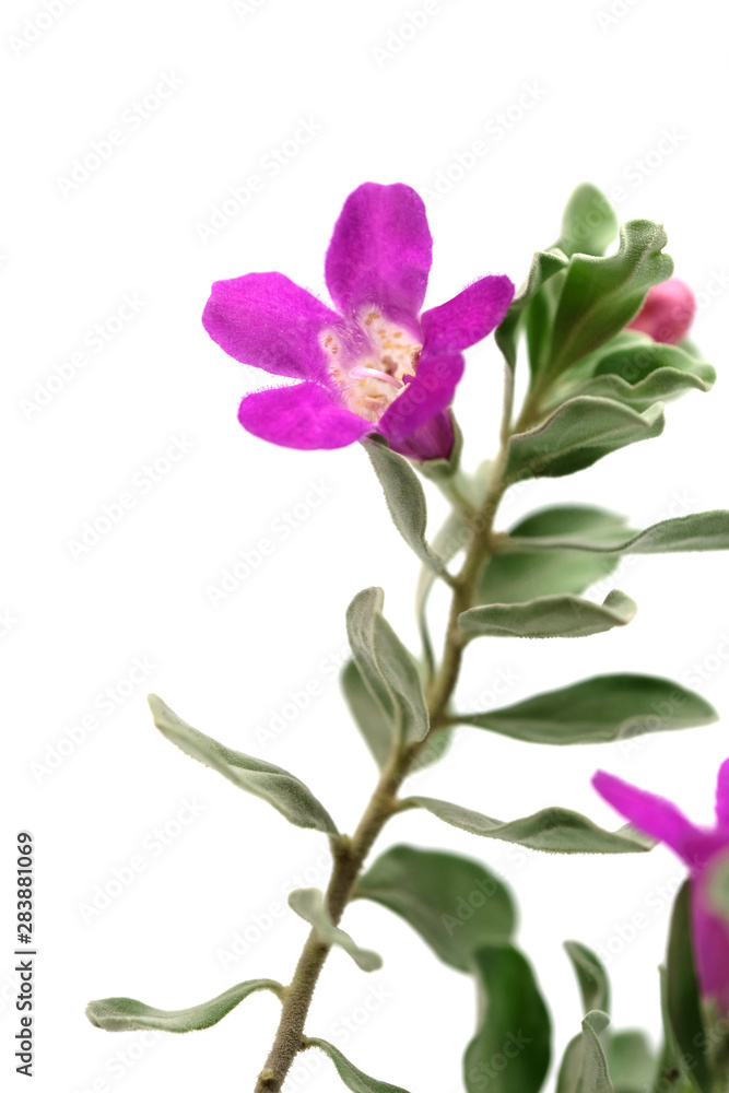 Leucophyllum frutescens，Purple Sage，Texas Ranger，Silver leaf，Ash plant，Minimal flora家居装饰