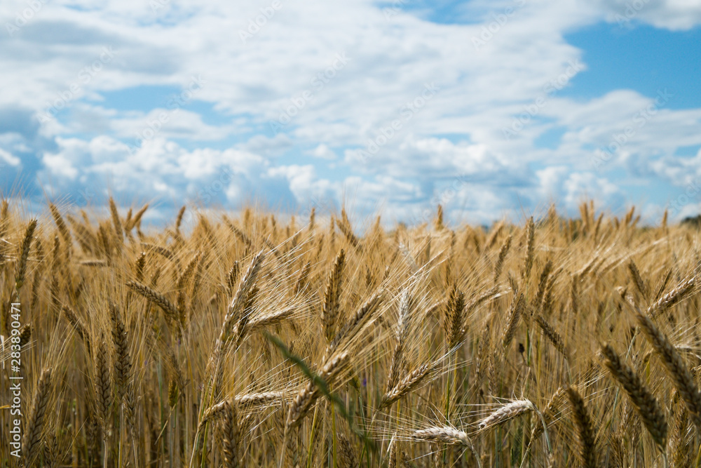 Fields of rye, cereal, dark storm sky in background. (Secale cereale L.)