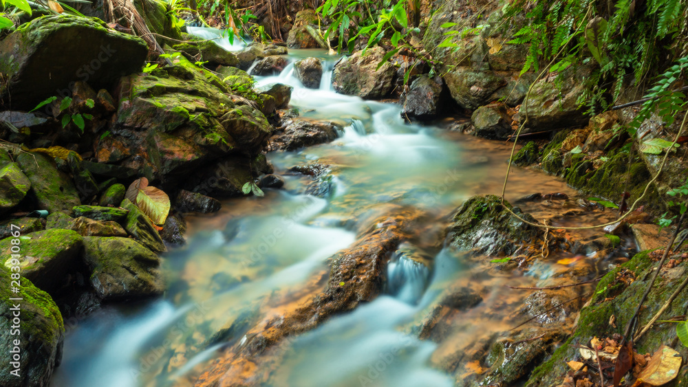 Small streams in forests and upstream forests in the rainy season