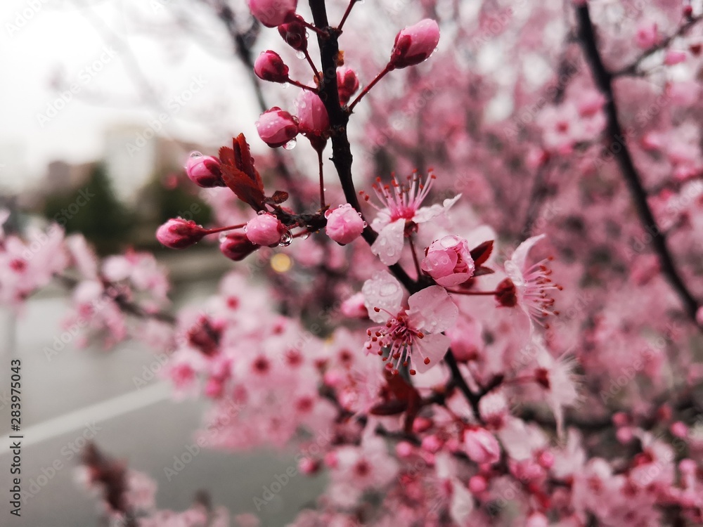 春天的樱花