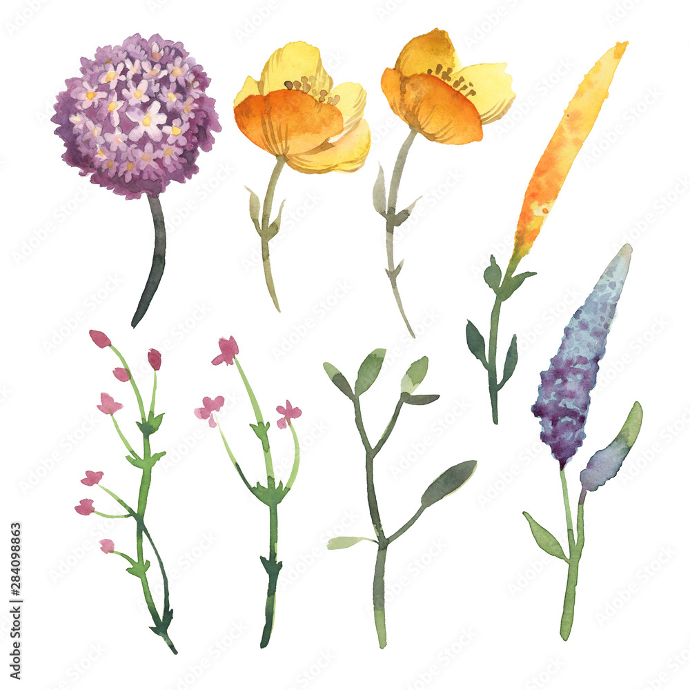 Set of yellow, rose, violet flowers and leaves isolated on white background.