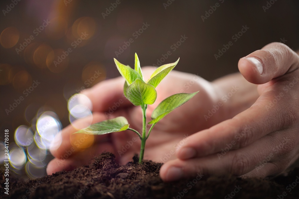 绿色生长的植物和人类的双手背景