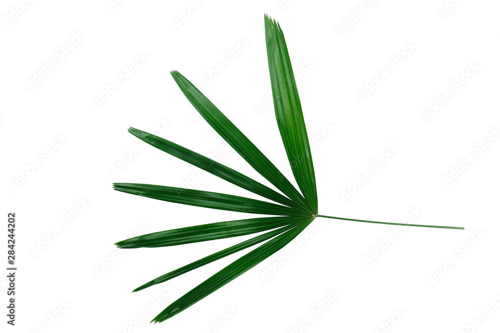 Tropical green leaves isolated on white background