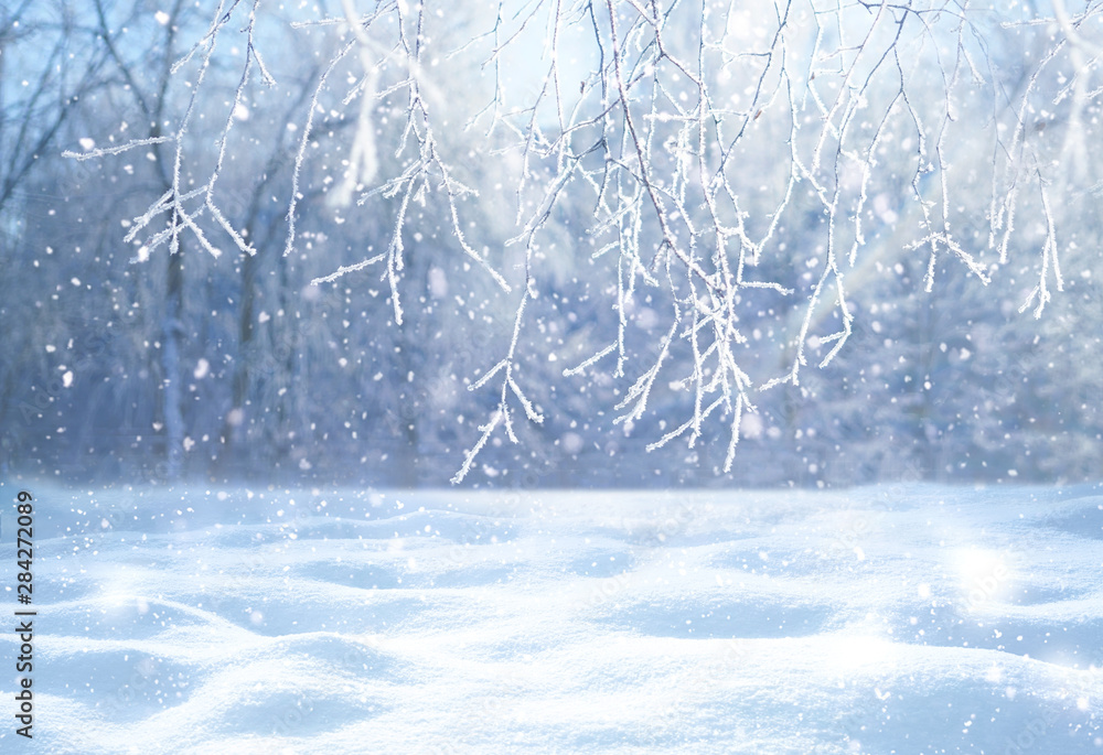 冬季圣诞风景。雾凇中的白桦树树枝特写，雪花飘落，雪堆i