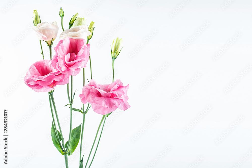 Flowers eustoma on white background