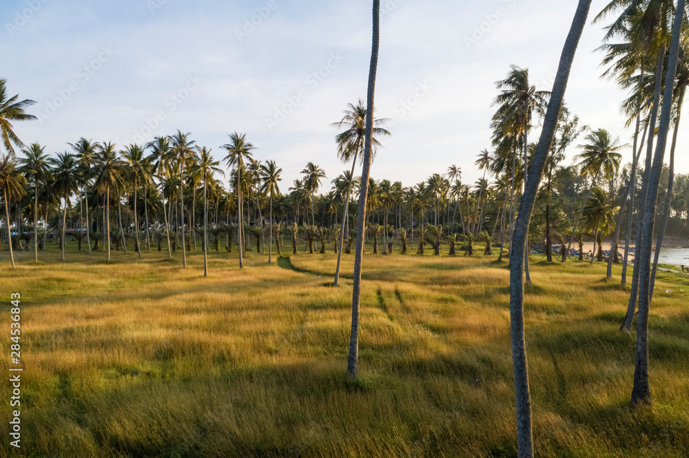 Aerial view Drone shot of Coconut palm Trees