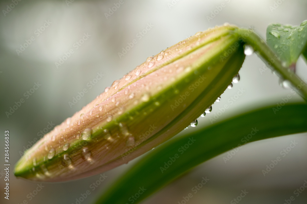 雨后百合花。闭芽特写。许多透明的水滴