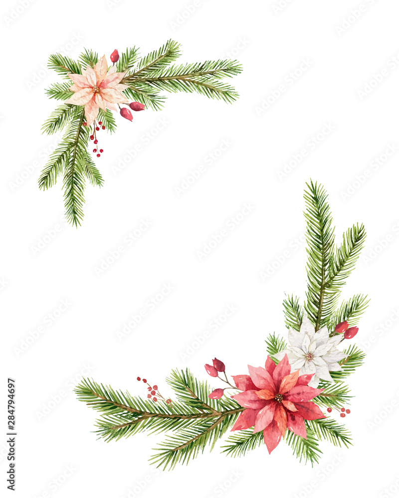 Watercolor vector Christmas wreath with fir branches and flowers of poinsettia.