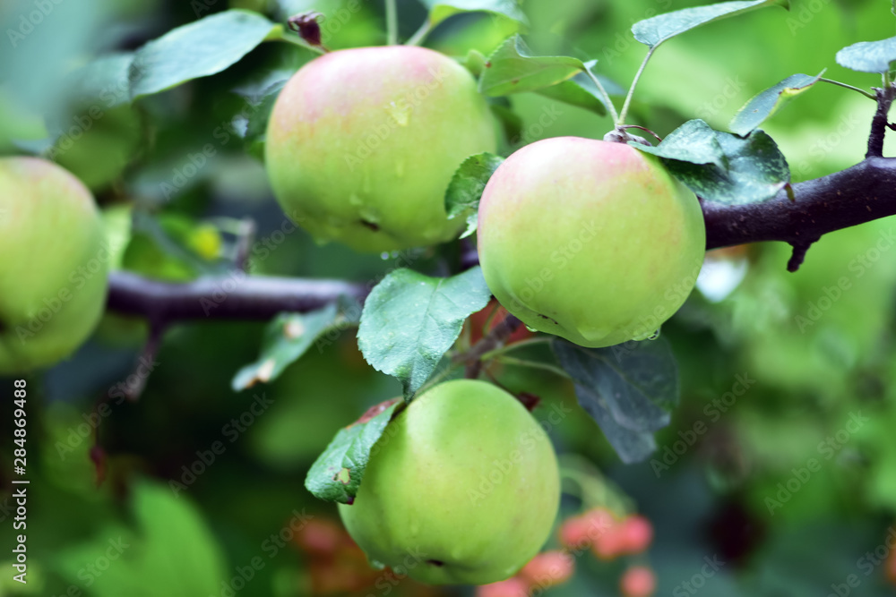 Harvest apples, apple trees in the garden after rain