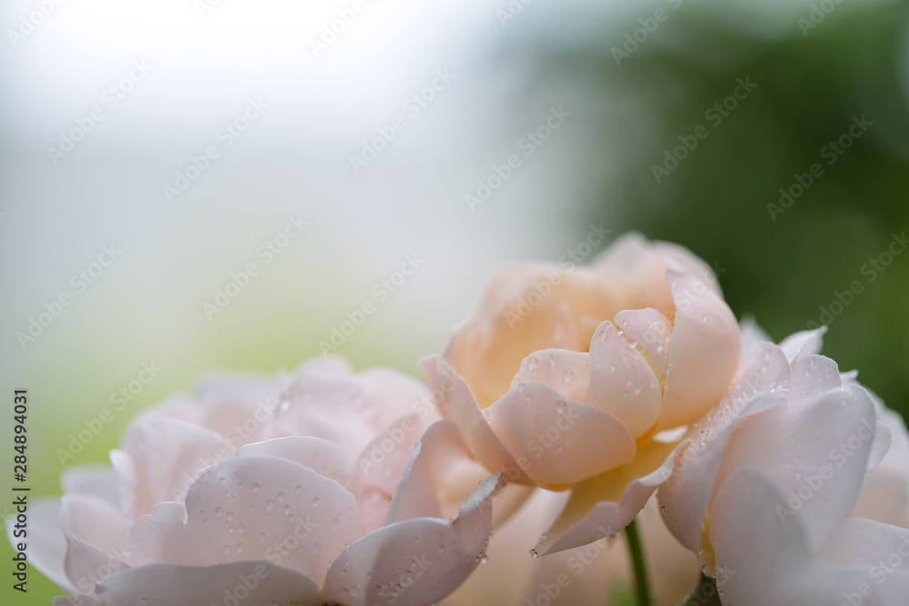 柔和的粉色旧玫瑰花正面视图精致特写