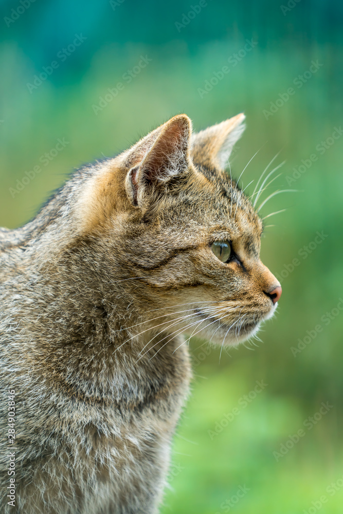 欧洲野猫肖像