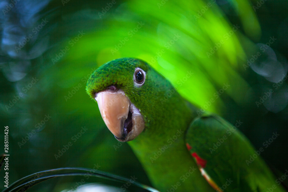 Parrot, Brazilian fauna