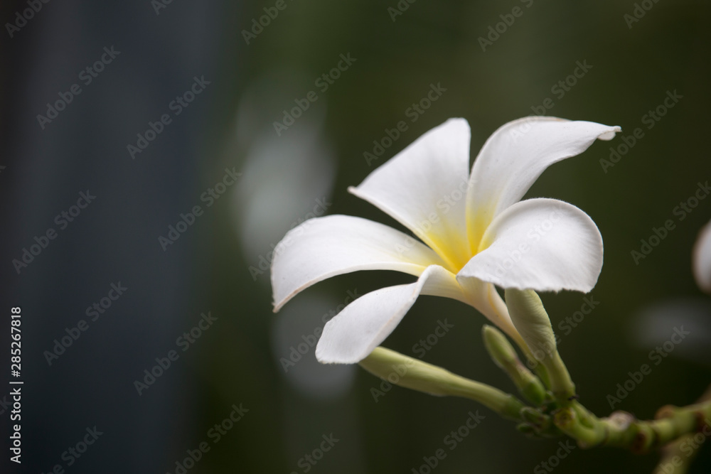 树上开着白莲花