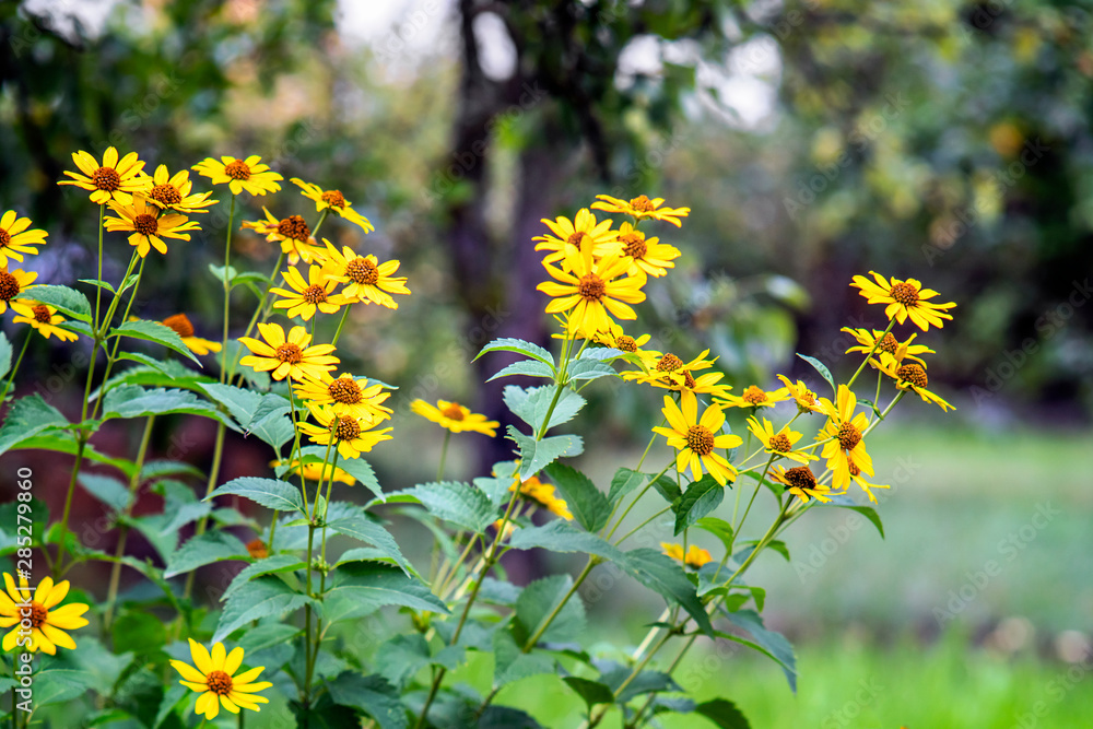 Heliopsis flowers in a garden