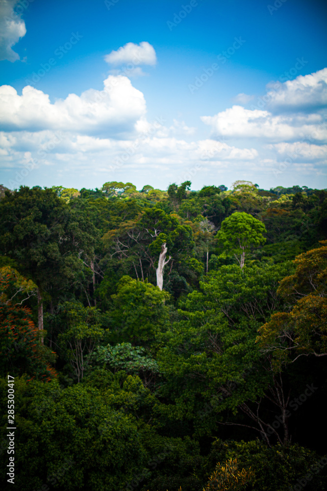 Amazon rainforest from above of an observation tower - Pará, Brazil