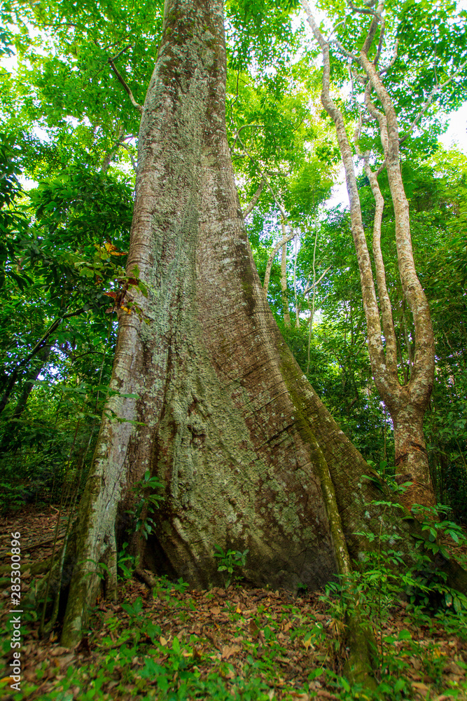 Samauma tree, symbol of the Amazon - Pará / Brazil