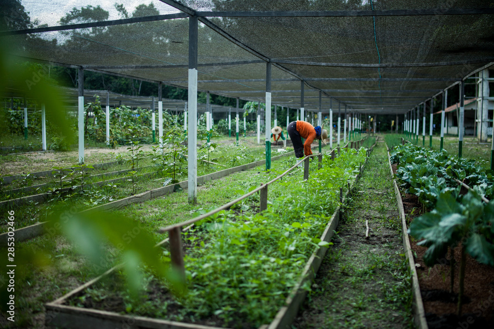 Planting seedlings for reforestation - Amazônia / Brazil