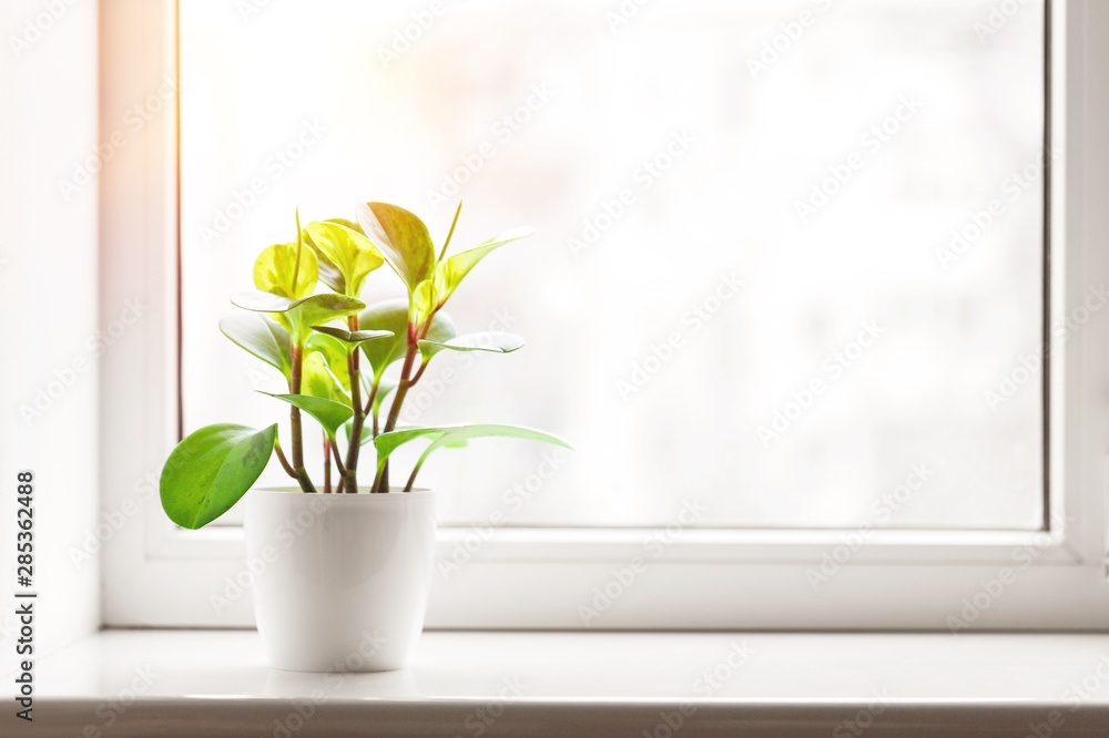 Green plant on the windowsill on background