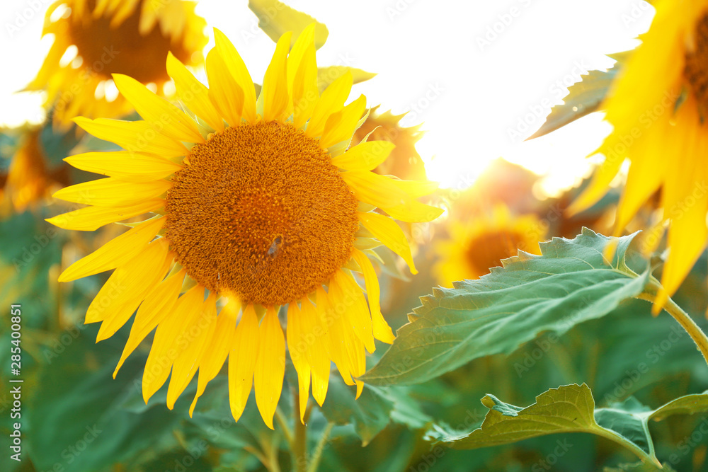 Beautiful blooming sunflowers in field