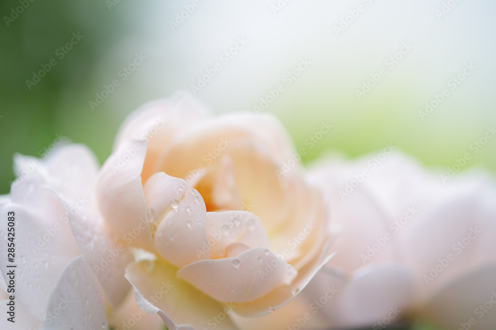 Soft pink Old rose flower front view delicate close up  