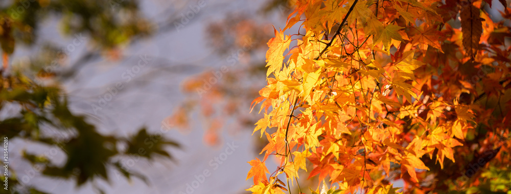 Beautiful maple leaves in autumn sunny day in foreground and blurry background in Kyushu, Japan. No 