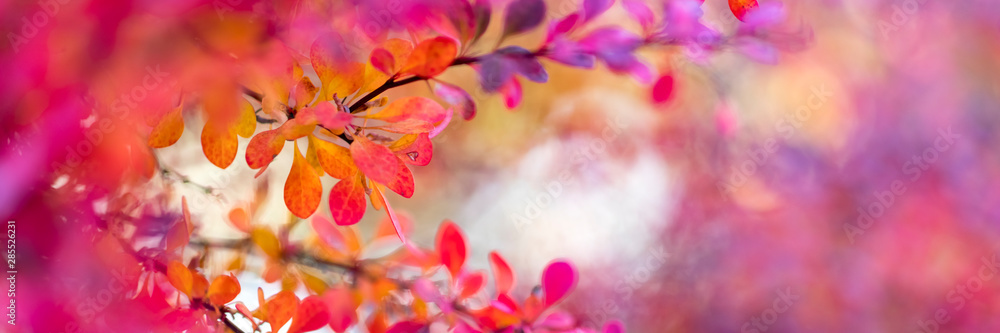 Multi colored autumn leaves background, copy space