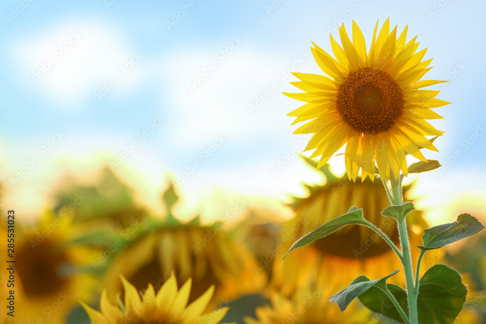 Beautiful blooming sunflower in field