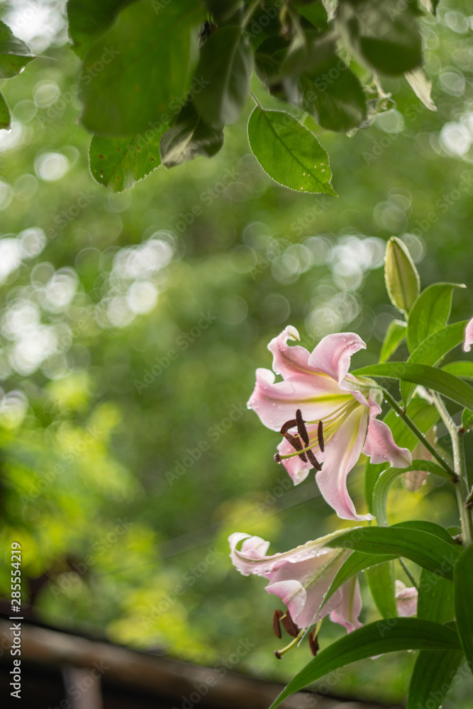 Fresh garden greenery. Blurred green background with glare of sky