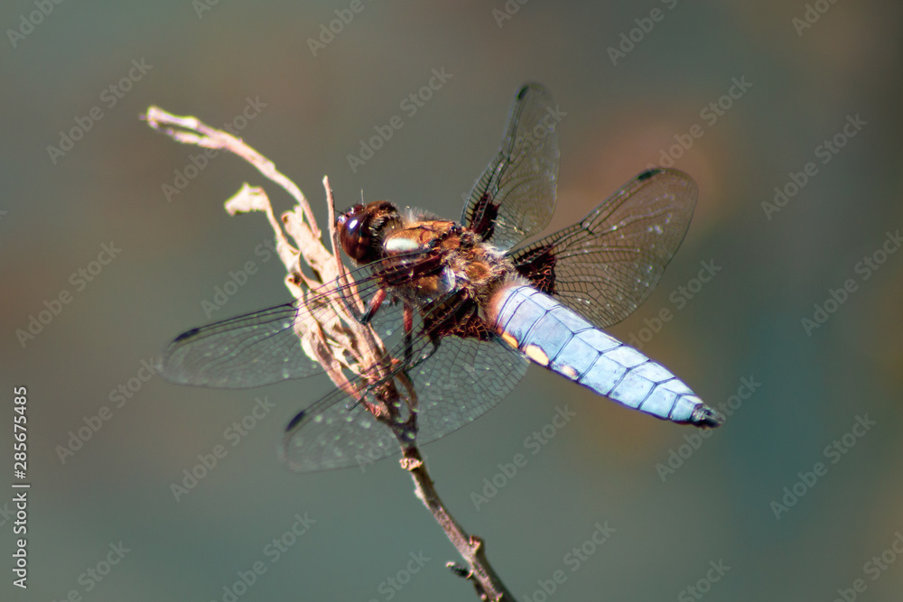 Broad-Bodied Chaser - Dragonfly - Libellula Depressa