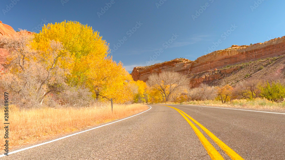 Empty road leading past yellow autumn trees in red rocky Utah desert canyon