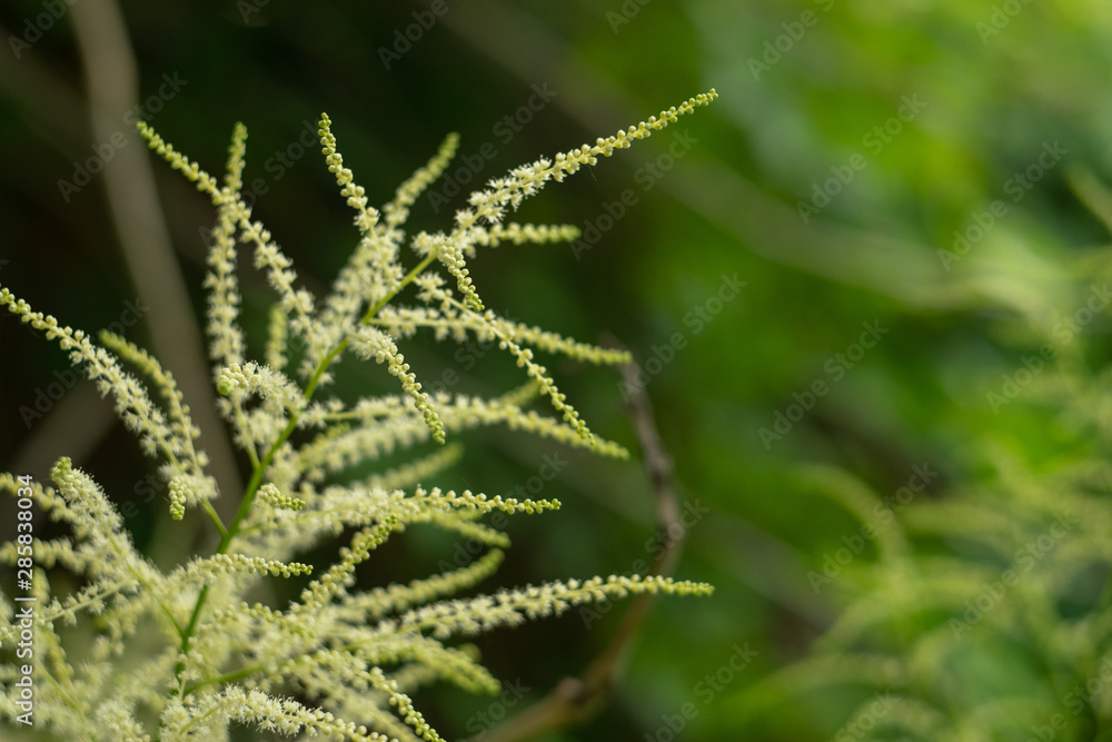 Delicate semi-open astilbe flower in the shade of the garden. Oriental plant. Closeup on blurred dar