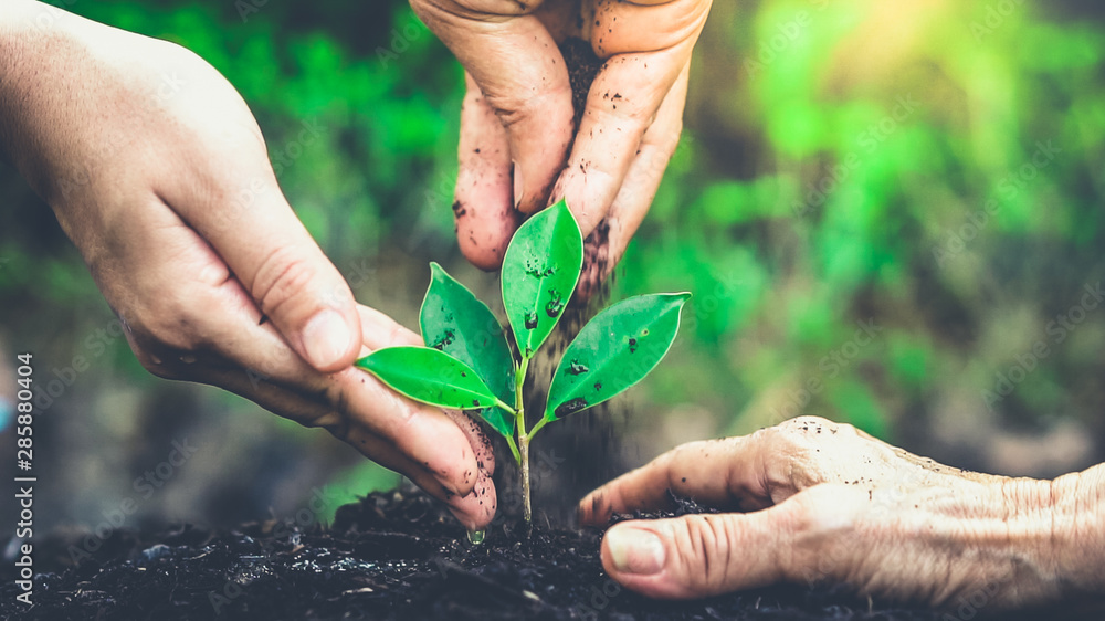 New life of young plant seedling grow in black soil. Gardening and environmental saving concept. Peo