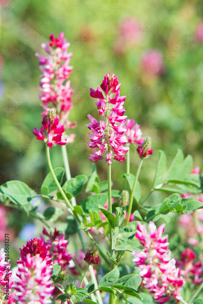 pink flowers of Sulla with which an excellent honey is produced in Sicily, Italy