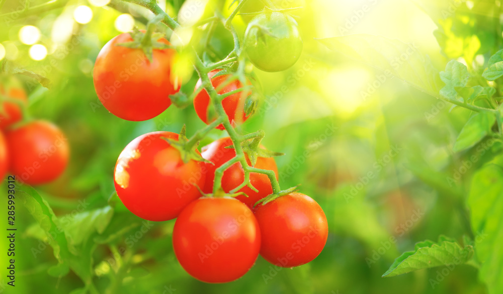 Tomato. Fresh and ripe organic Cherry tomatoes growing in a garden. Tomato hanging on a branch. Agri