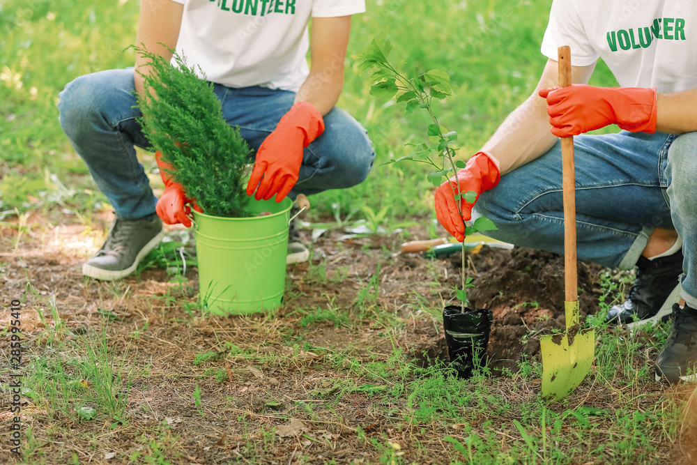 Volunteers planting tree in park