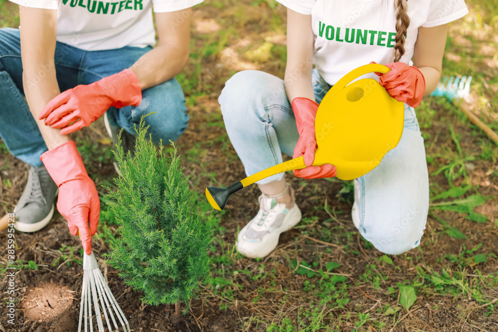 Volunteers planting tree in park