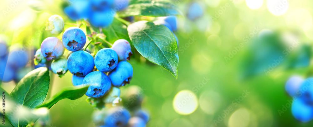 Blueberry plant. Fresh and ripe organic Blueberries growing in a garden. Healthy food. Agriculture. 