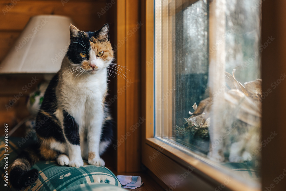 可爱漂亮的猫或小猫坐在窗户旁边的沙发上。黑色、白色和姜黄色的汽车lo