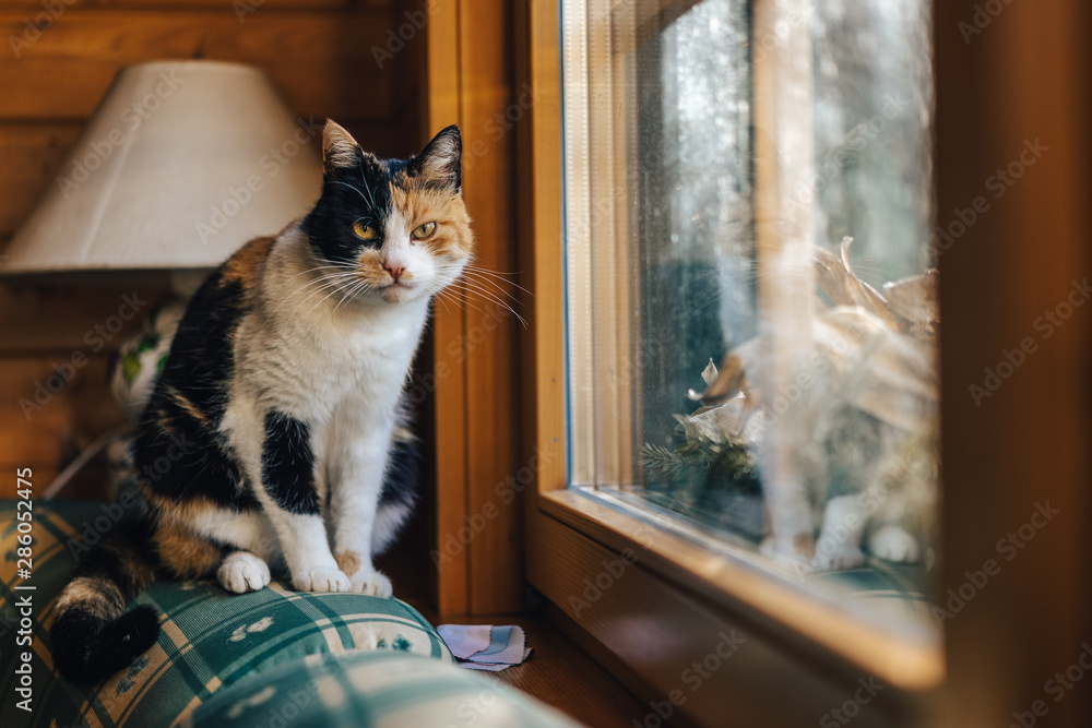 可爱漂亮的猫或小猫坐在窗户旁边的沙发上。黑色、白色和姜黄色的汽车lo