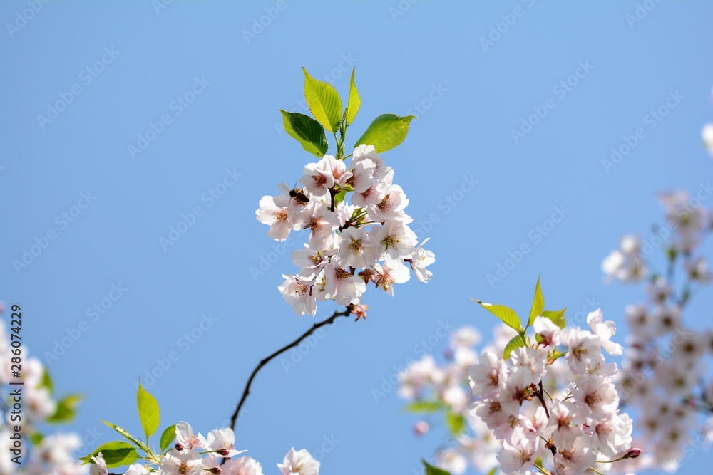 蜜蜂在粉色樱花上的微距。柔和的焦点，模糊和散焦，后面是蓝天