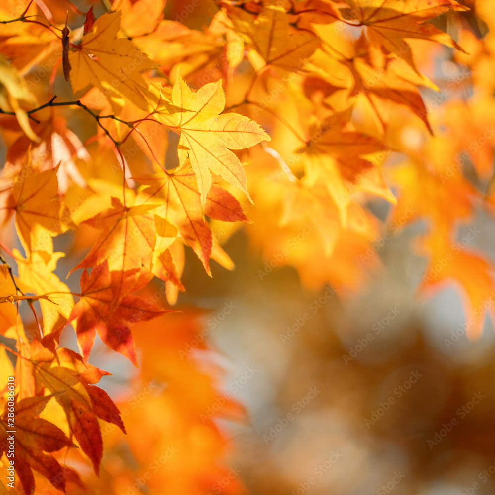 Beautiful maple leaves in autumn sunny day in foreground and blurry background in Kyushu, Japan. No 