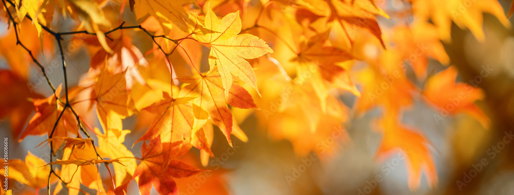 Beautiful maple leaves in autumn sunny day in foreground and blurry background in Kyushu, Japan. No 