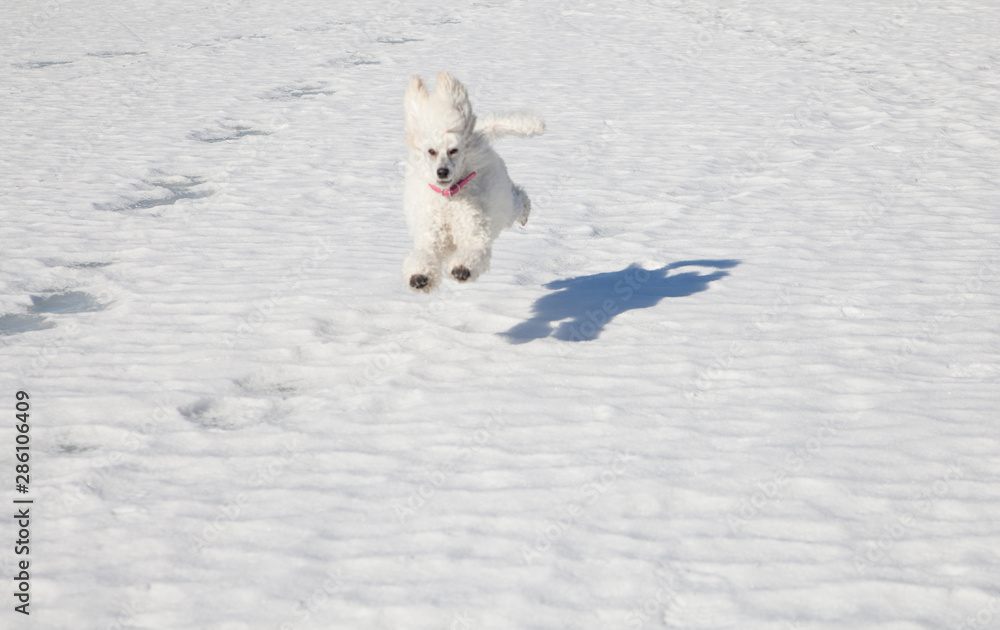 white poodle playing on a frozen lake