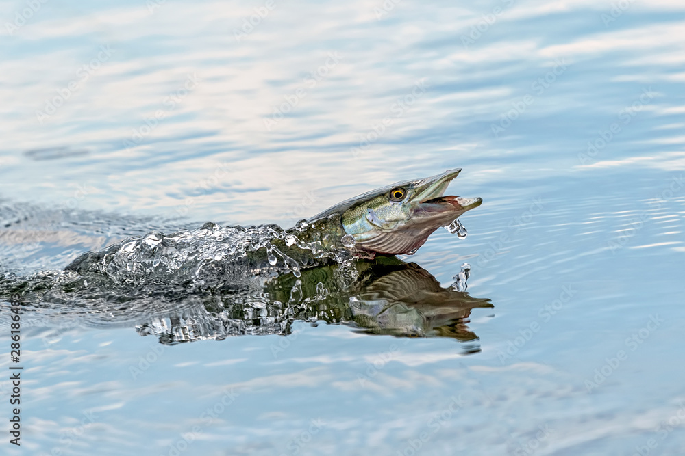 Northern pike splasing in water