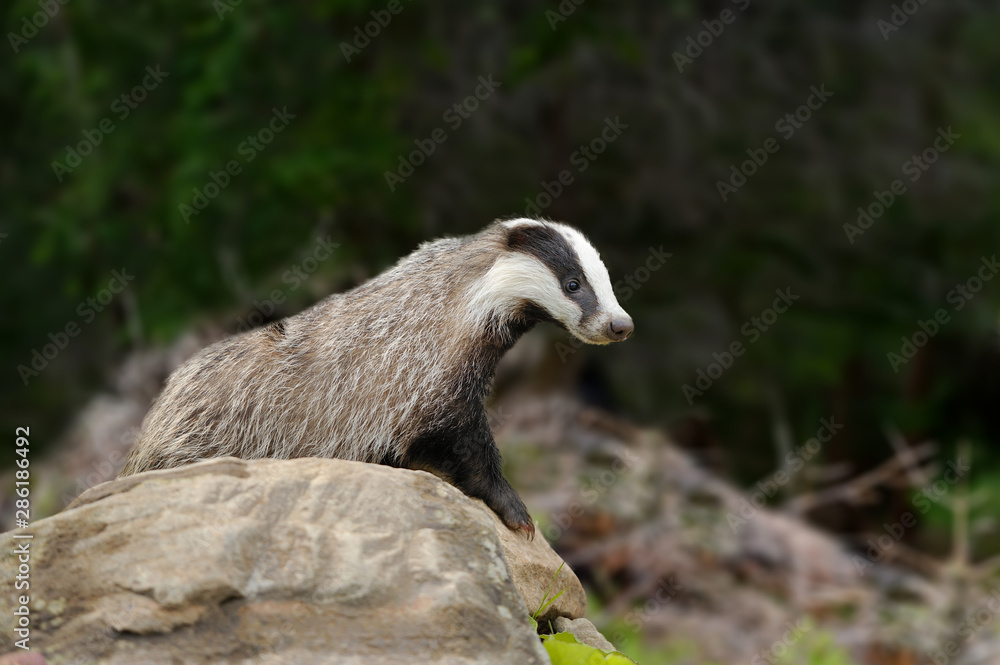 Badger near its burrow