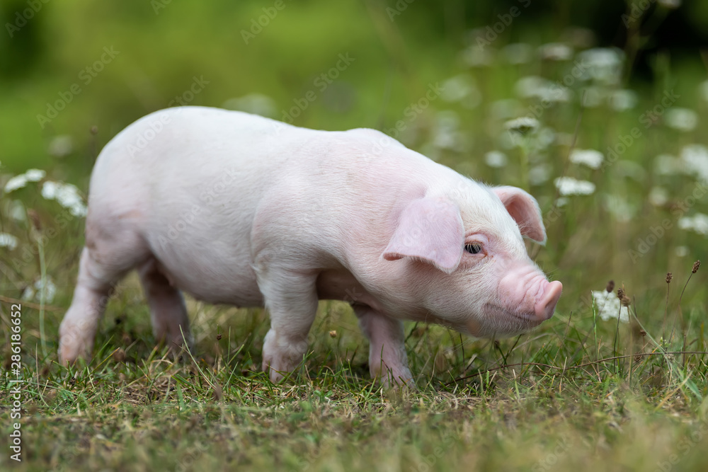 Young funny pig on a green grass